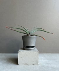 アガベ FIP ハイブリッド + plantsmonsters pot 「Agave FIP