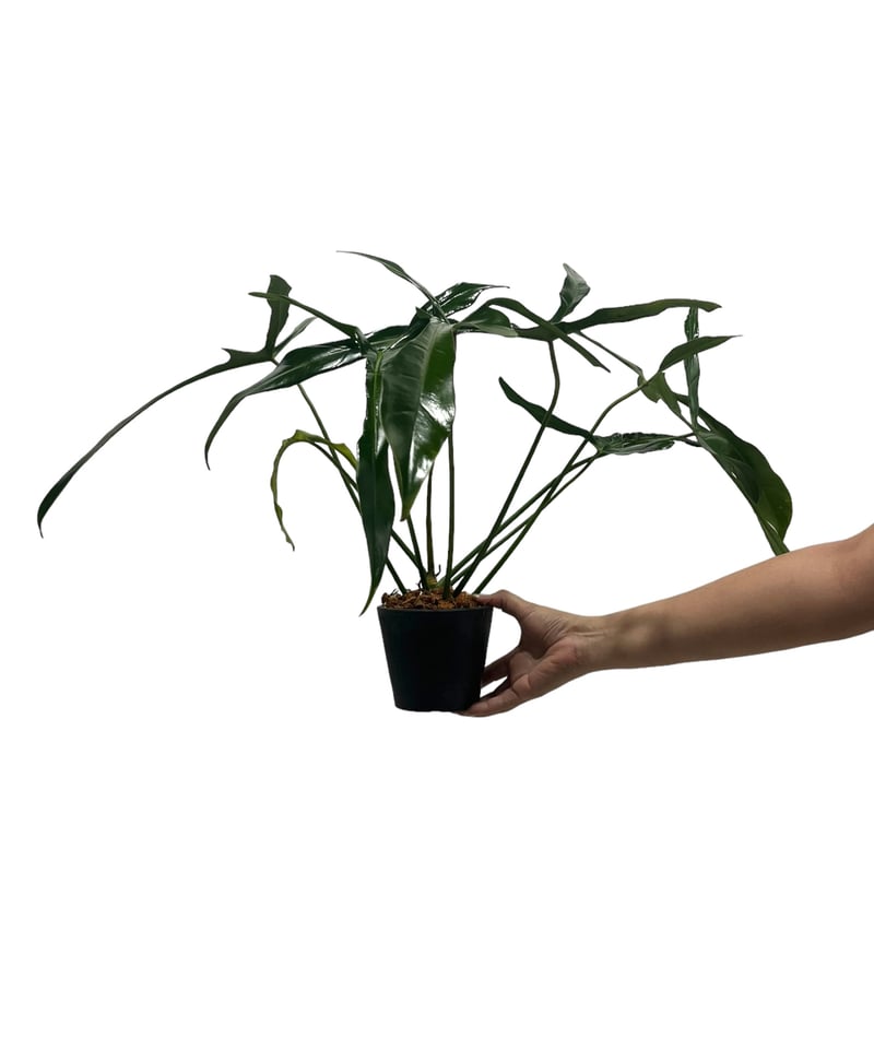 フィロデンドロン ロンギロバトム 'レラノ ミヤノ' 「Philodendron