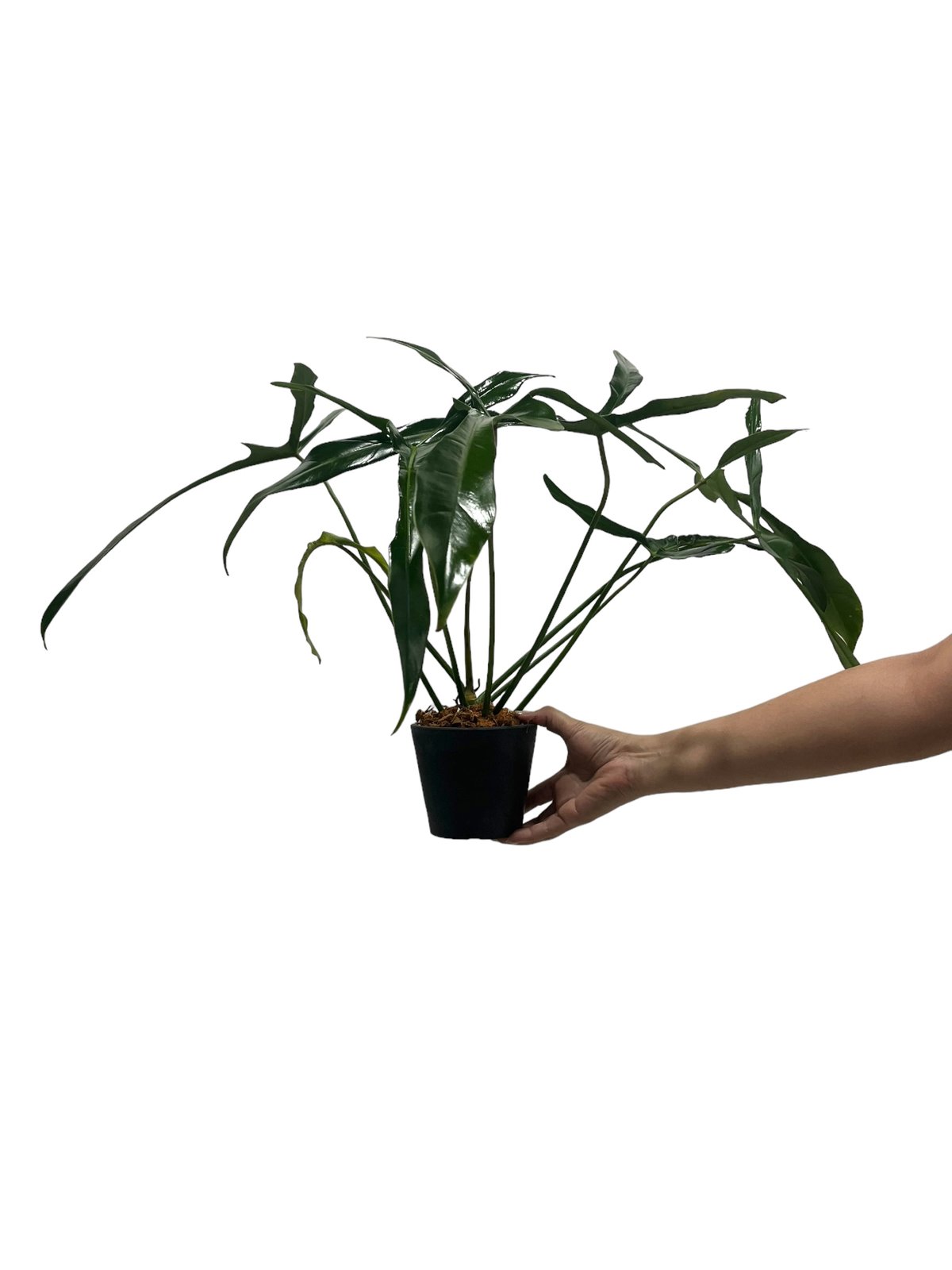 フィロデンドロン ロンギロバトム 'レラノ ミヤノ' 「Philodendron