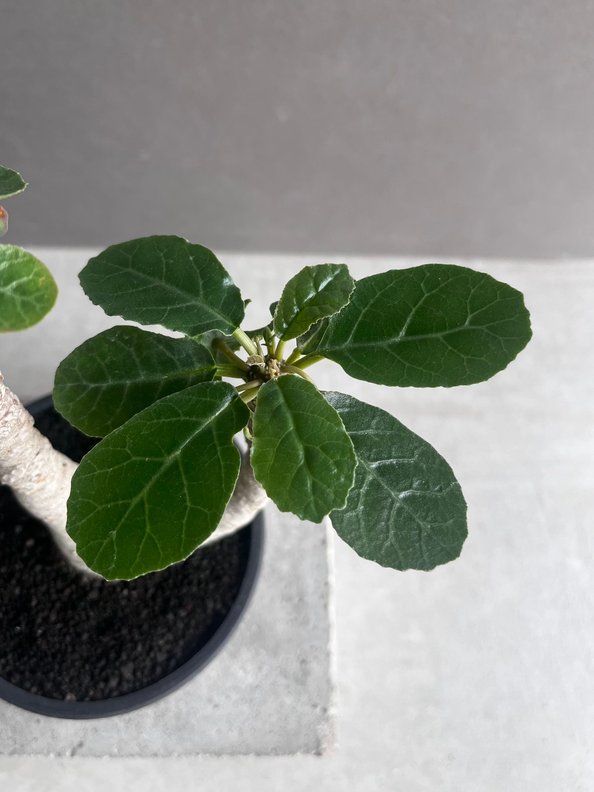 ドルステニア フォエチダ “多頭タイプ” 「Dorstenia foetida