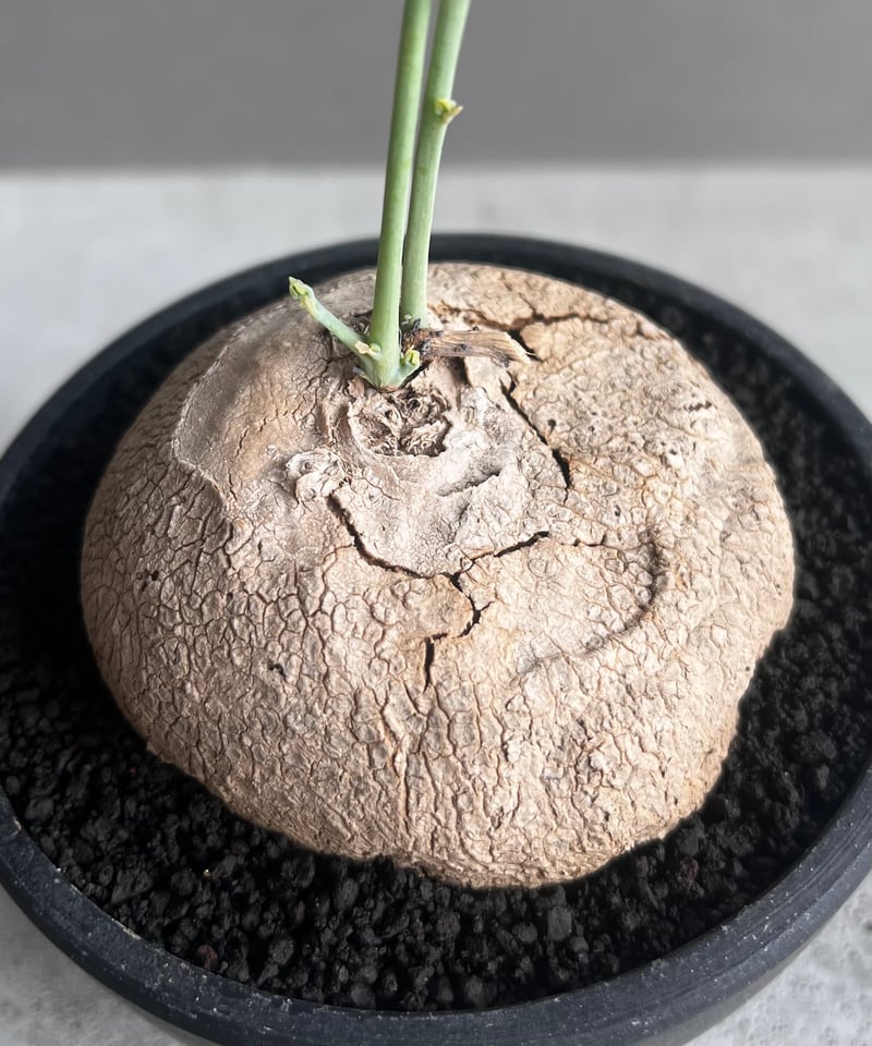 ステファニア エレクタ 「Stephania erecta」46B | SHOUCHIKUEN