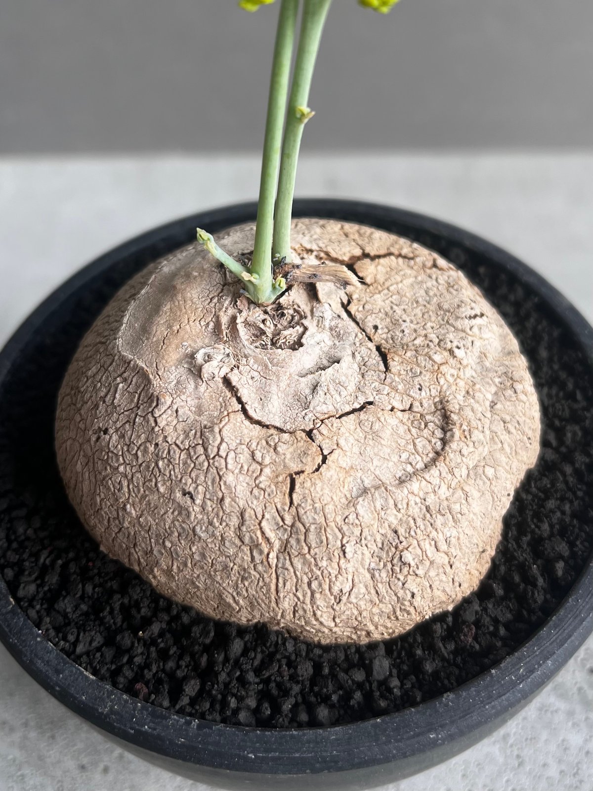 ステファニア エレクタ 「Stephania erecta」46B | SHOUCHIKUEN