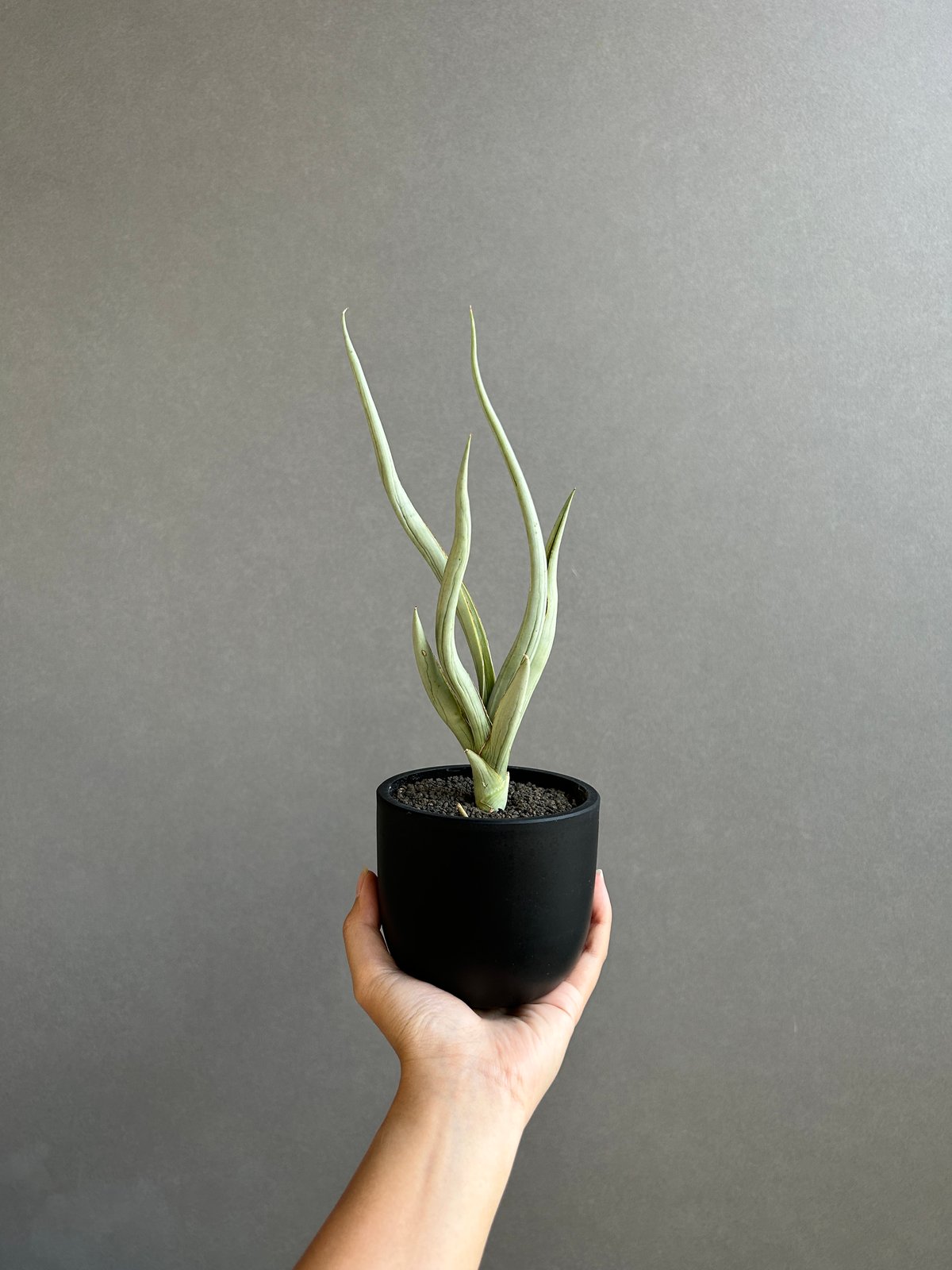 週末セール　珍種　ホヤ セルペンス シルバーSerpens Silver 週末セール 珍種 ホヤ セルペンス シルバーSerpens Silver 週末セール