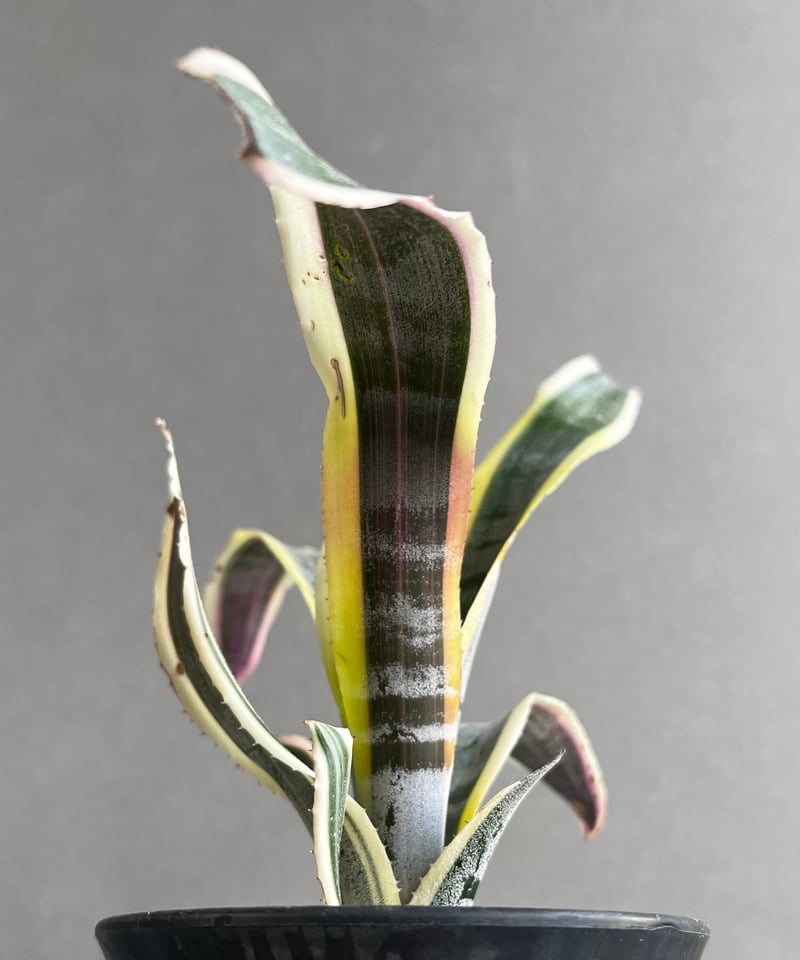 エクメア オットー 「Aechmea Otto」12A | SHOUCHIKUEN