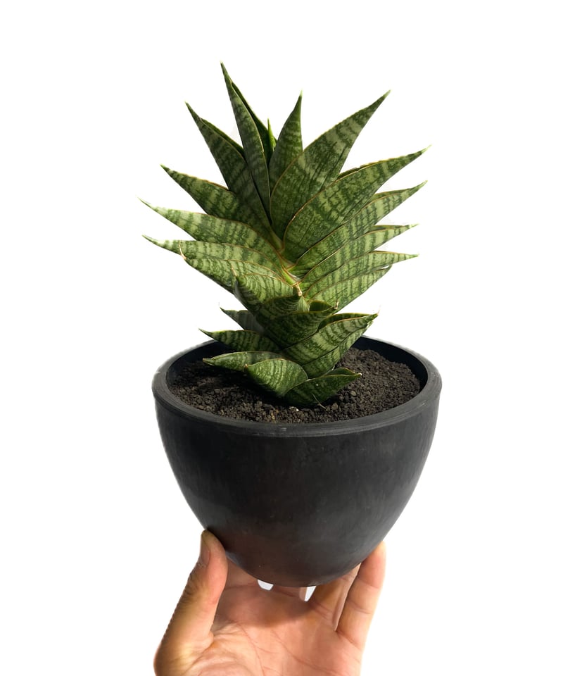 サンセベリア シンドロ「Sansevieria Sindro」6/1-662 | SHOUCH サンセベリア シンドロ「Sansevieria Sindro」6/1-662 | SHOUCH