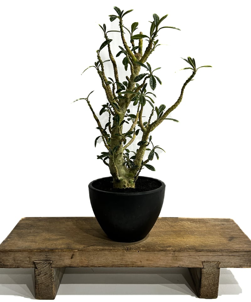 ドルステニア ギガス 実生苗「Dorstenia gigas (seedling)」5/29- ドルステニア ギガス 実生苗「Dorstenia gigas (seedling)」5/29-