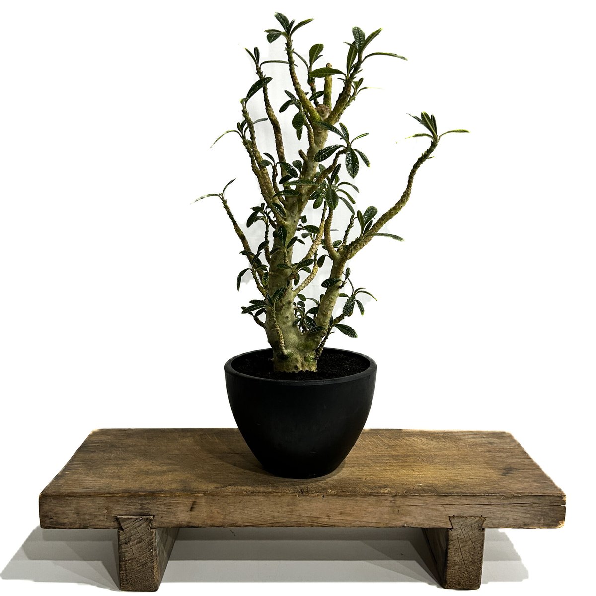 ドルステニア ギガス 実生苗「Dorstenia gigas (seedling)」5/29-