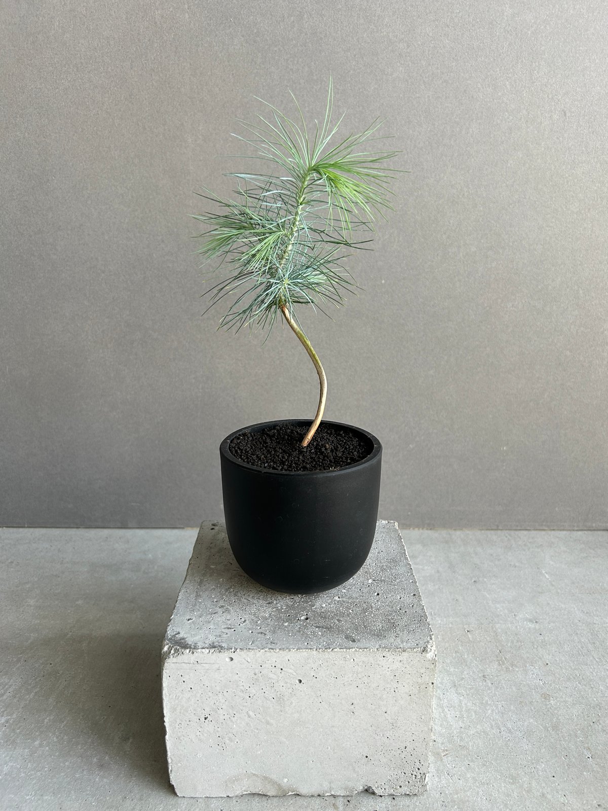 マルチネス ピニョンマツ「Pinus maximartinezii Rzed」11J | SH