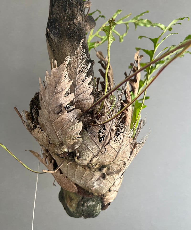 ドリナリア クエルシフォリア '変異種' 「Drynaria quercifolia 'Mut