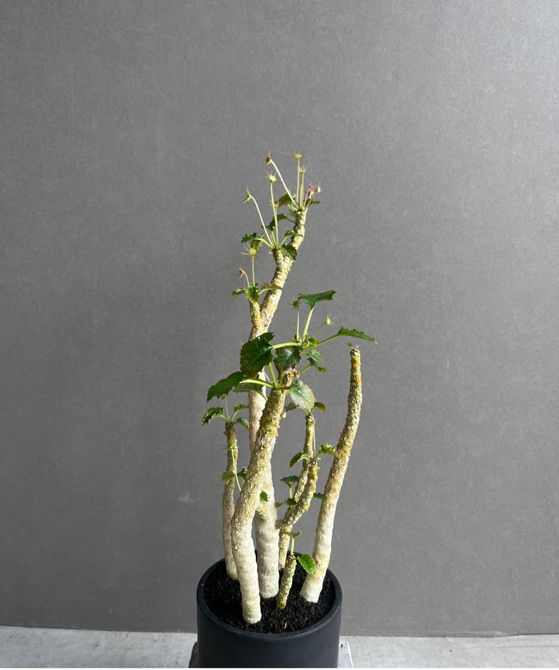 ドルステニア ジプソフィラ x ホルウッディ「Dorstenia gypsophila x h