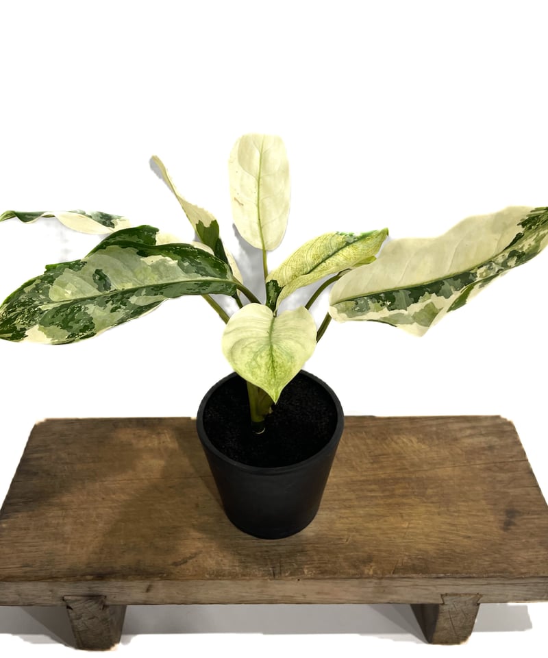 アグラオネマ マニラズ プライド 斑入「Aglaonema Manila's Pride va