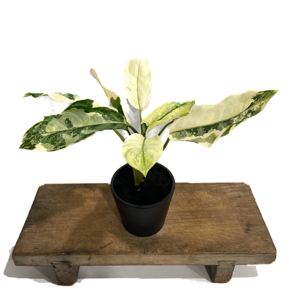 アグラオネマ マニラズ プライド 斑入「Aglaonema Manila's Pride va