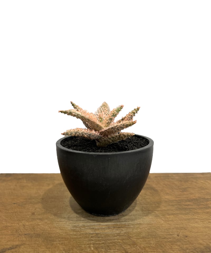 アロエ テンプラ 「Aloe Tempra」38T | SHOUCHIKUEN