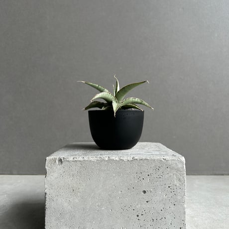 サンセベリア モスキート「Sansevieria Mosquito 」58I S | SHOU