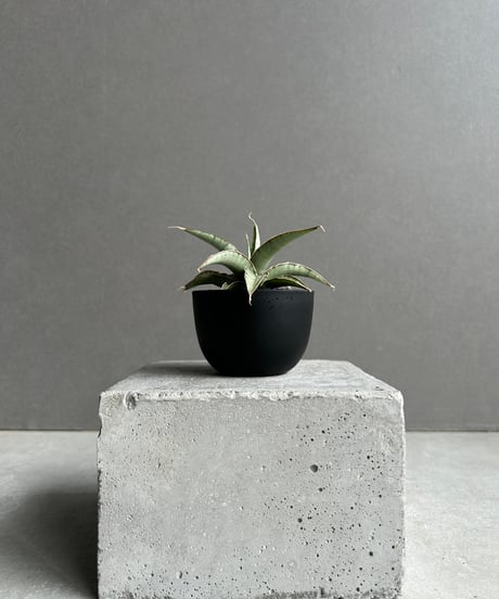 EMP サンセベリア ベンジャロン / SA259 EMP サンセベリア ベンジャロン / SA259 EMP サンセベリア