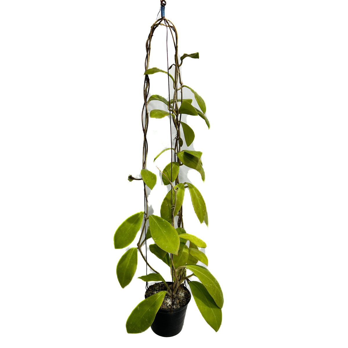 ホヤ ミンドレンシス パープルスター「Hoya mindorensis purplestar」