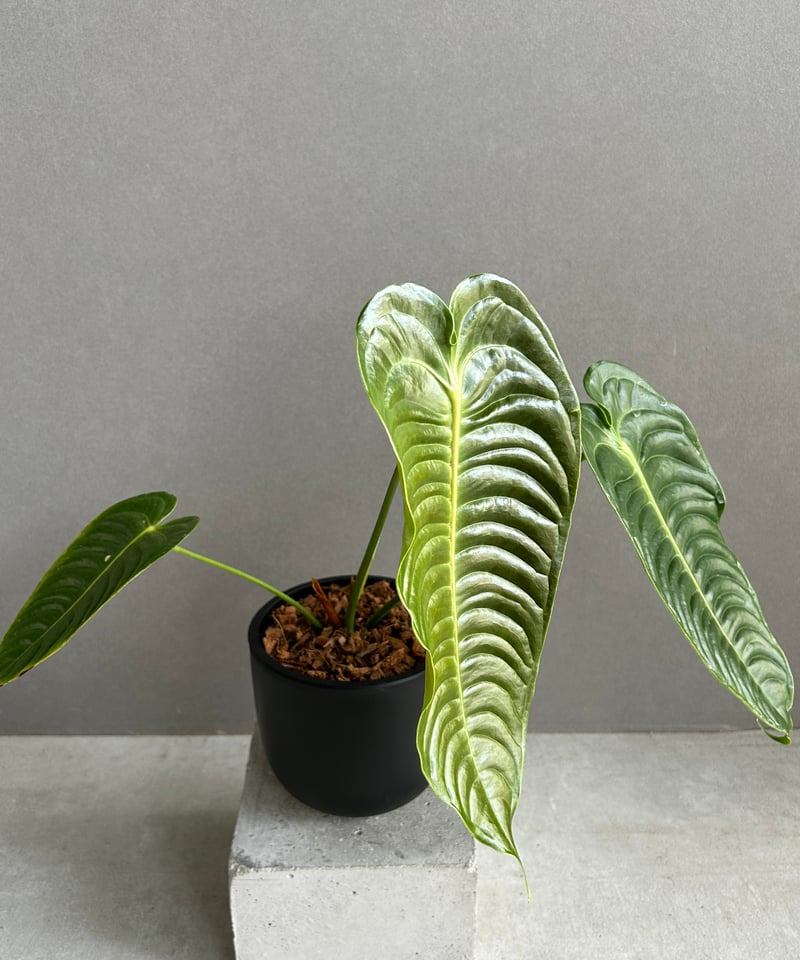 【KQセット】アンスリウム ベイチー & ワロクアーナム アンスリウム ベイチー 「Anthurium veitchii」74F | SHOUCHIKUEN