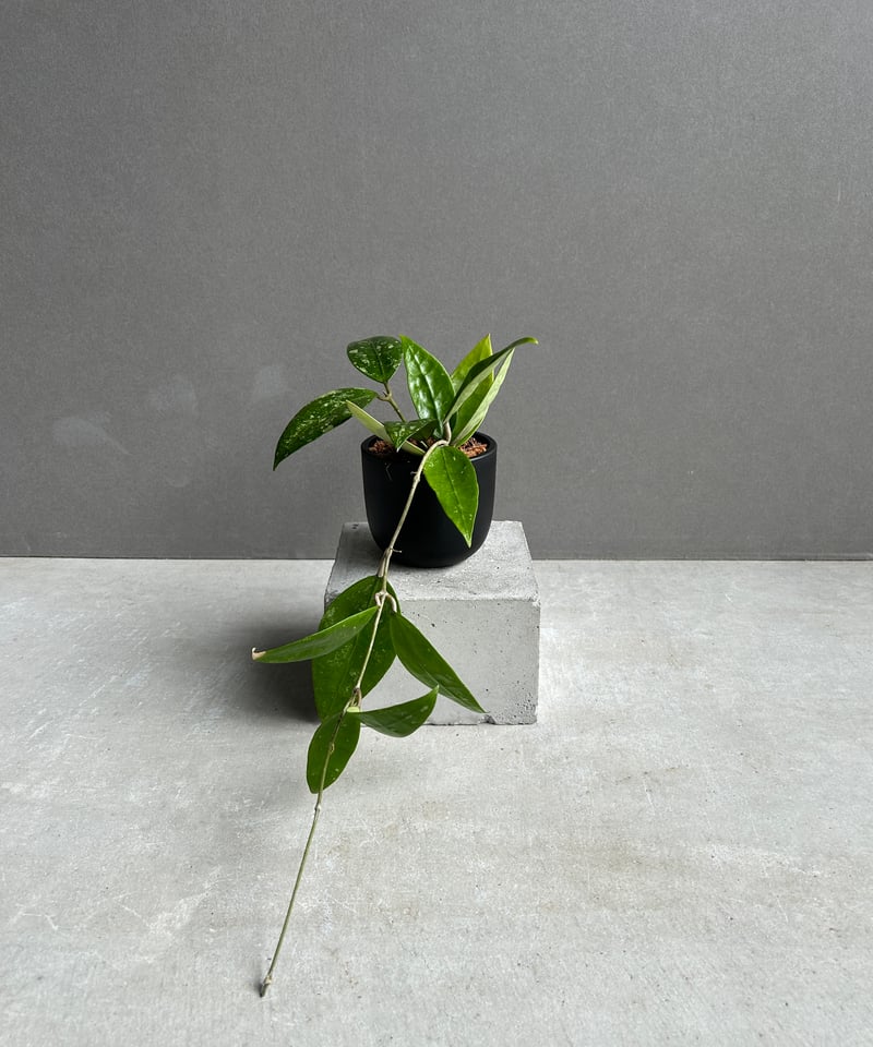 ホヤ RHM 14-1 「Hoya RHM 14-1 」96F | SHOUCHIKUEN