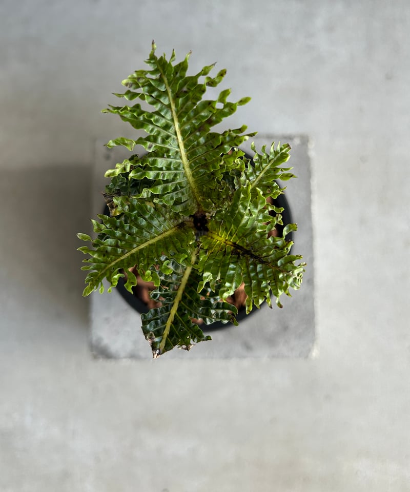 ブレクナム ギッバム ドワーフ 「Blechnum gibbum Dwarf 」4J | SH