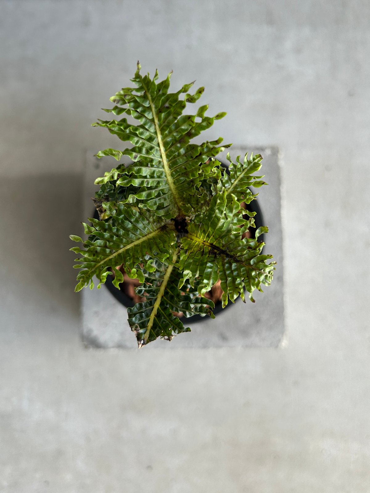 ブレクナム ギッバム ドワーフ 「Blechnum gibbum Dwarf 」4J | SH