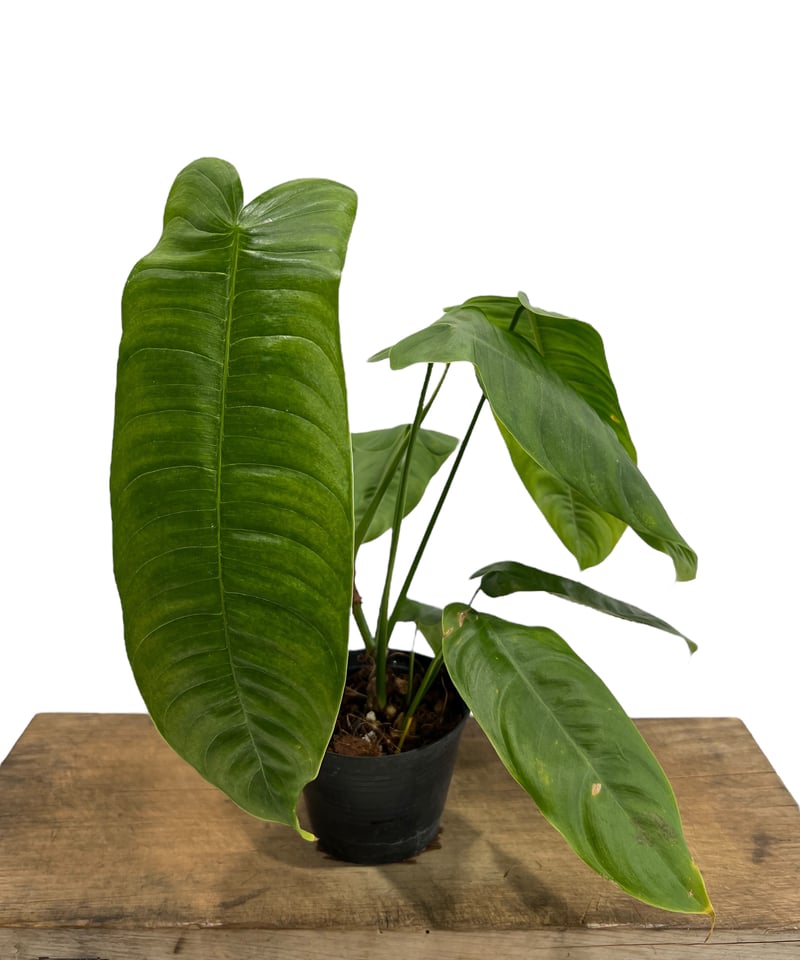 フィロデンドロン シャロニアエ 「Philodendron sharoniae」11J | S...