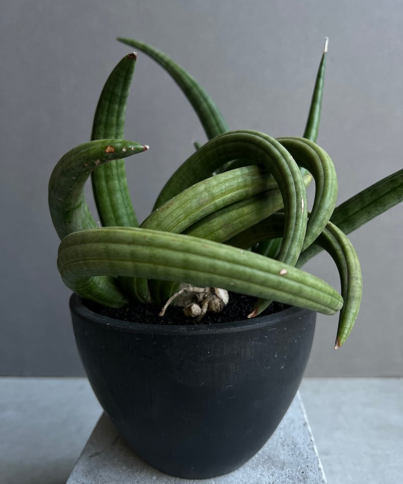 サンセベリア アンヤマニー ハイブリッド “トルネード”「Sansevieria