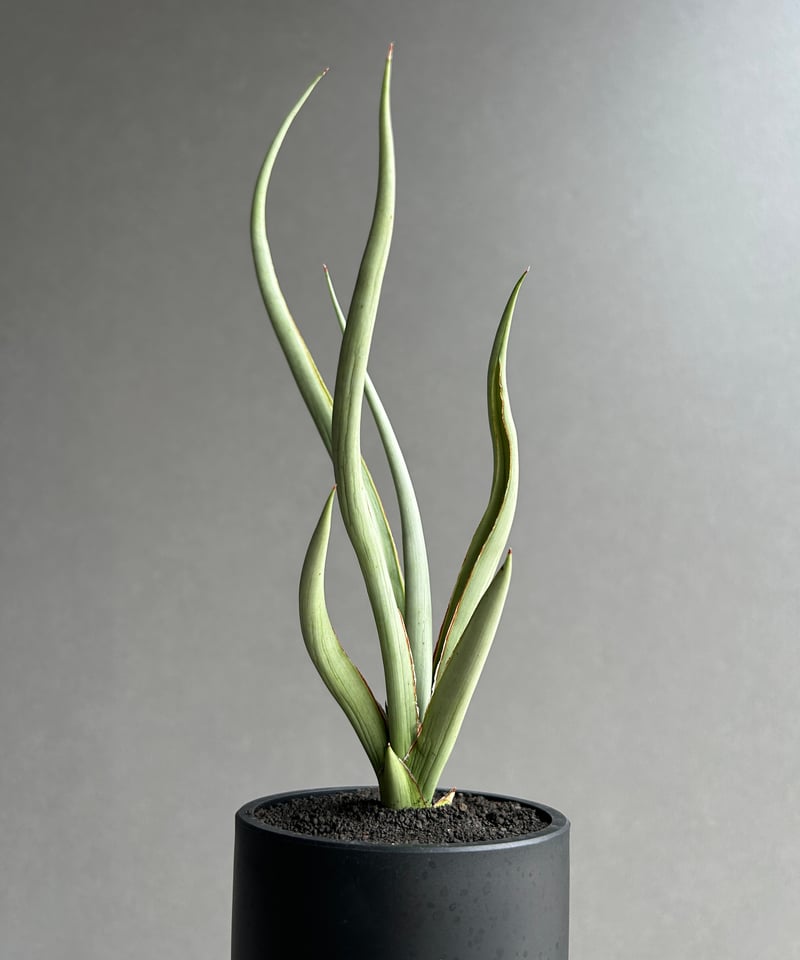 サンセベリア シルバー スパイラル「Sansevieria Silver Spiral (b