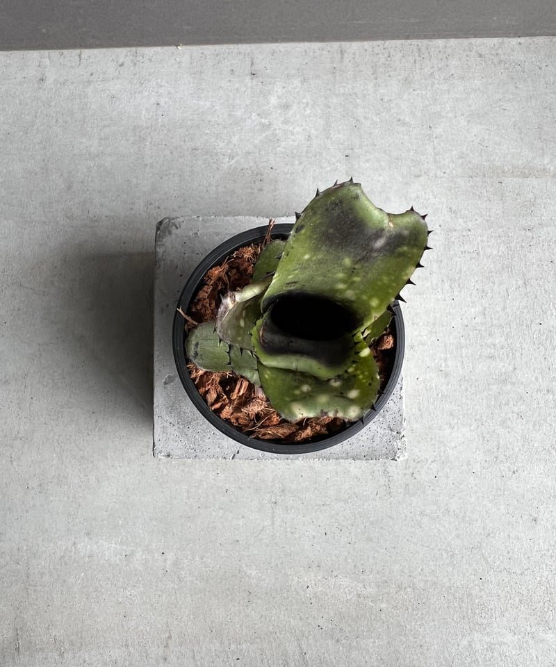 (値下げ中)Billbergia Kahakai 送料無料】 Billbergia 'Kahakai'〔ビルベルギア〕現品発送B0033