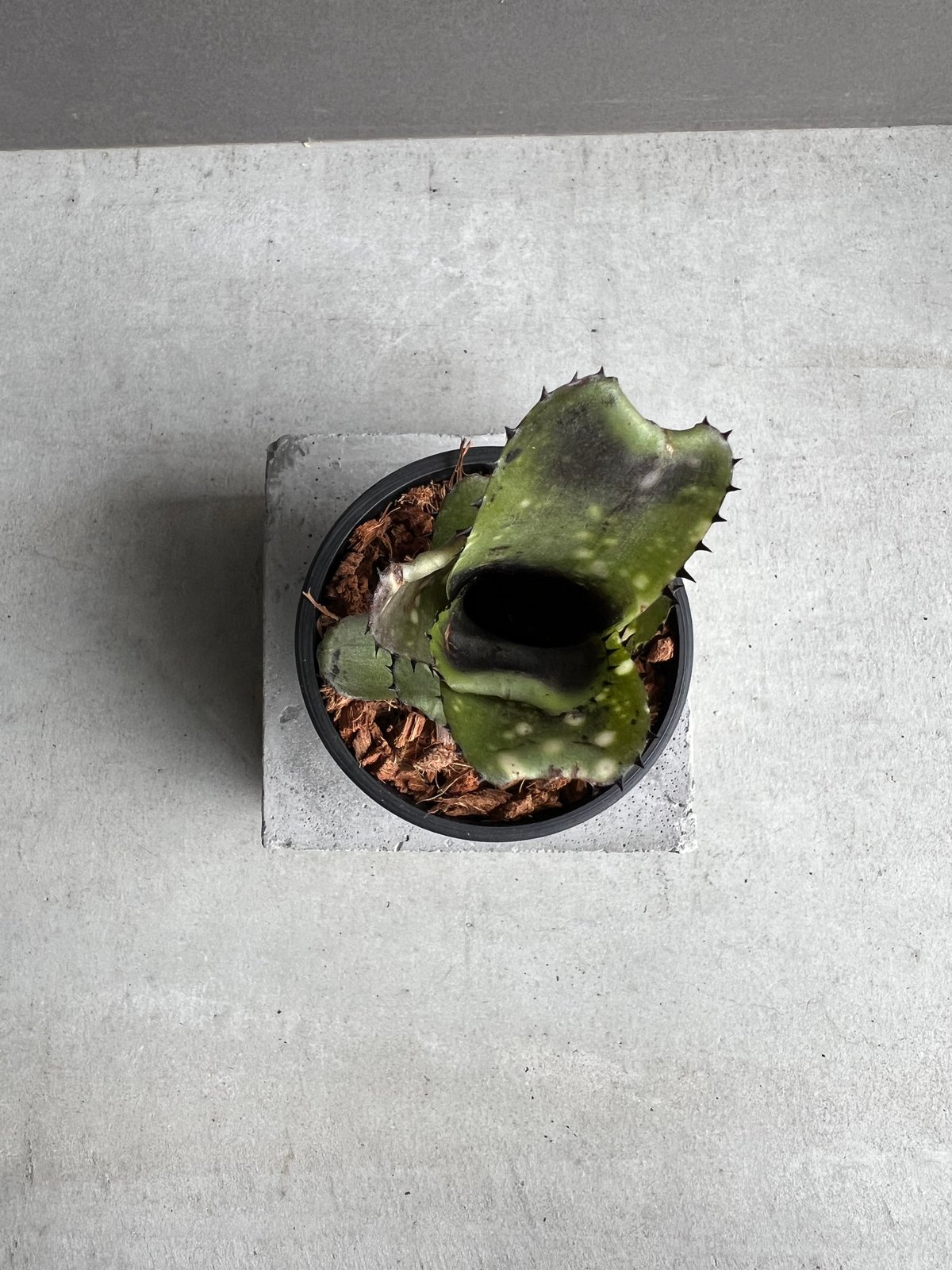 ビルベルギア カハカイ 「Billbergia Kahakai」 99W | SHOUCHIKUEN