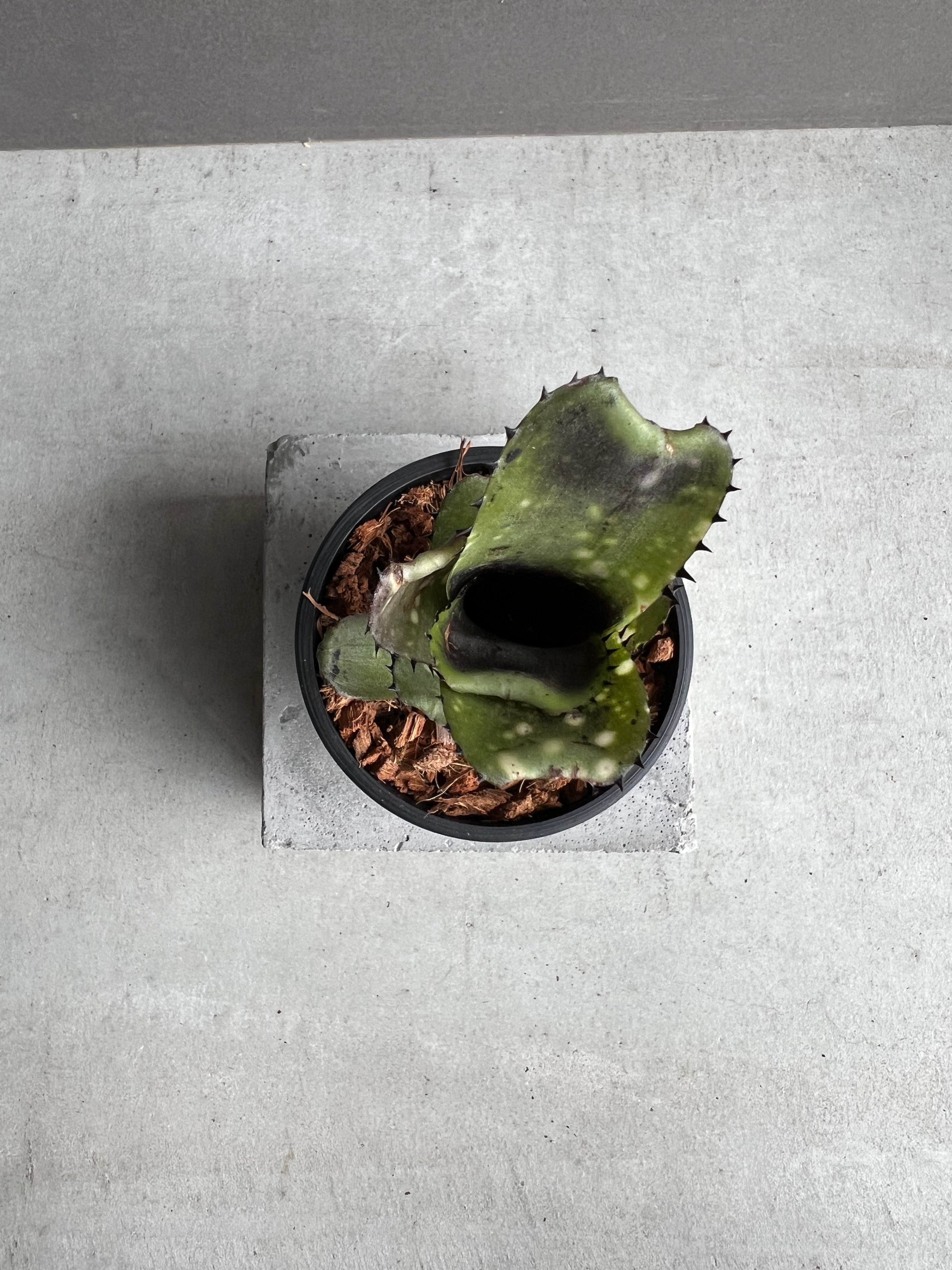 ビルベルギア カハカイ 「Billbergia Kahakai」 99W | SHOUCHIKUEN