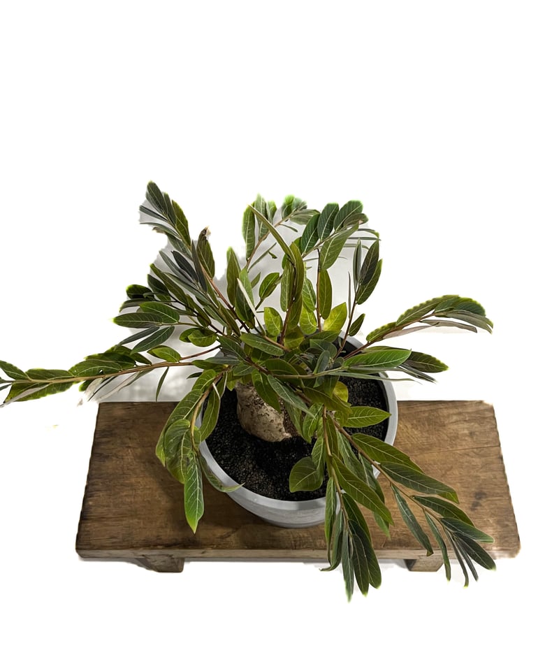 フィランサス ミラビリス「Phyllanthus mirabilis」8/25-93B | S