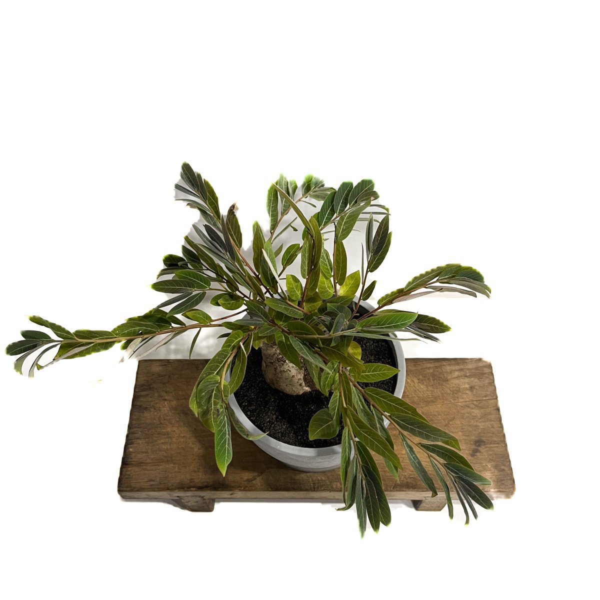 フィランサス ミラビリス 02 フィランサス ミラビリス「Phyllanthus mirabilis」8/25-93B | S