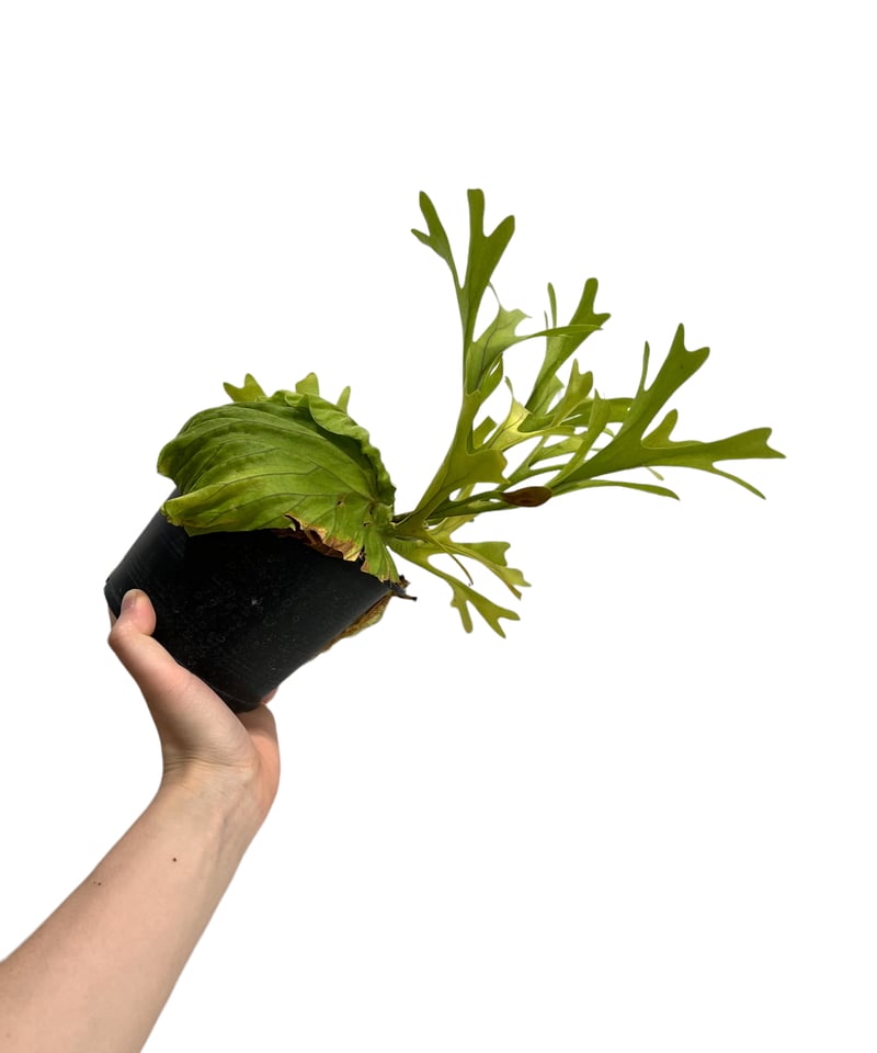 ビカクシダ リドレイ(by ヌクル) 「Platycerium ridleyi (by Nuk