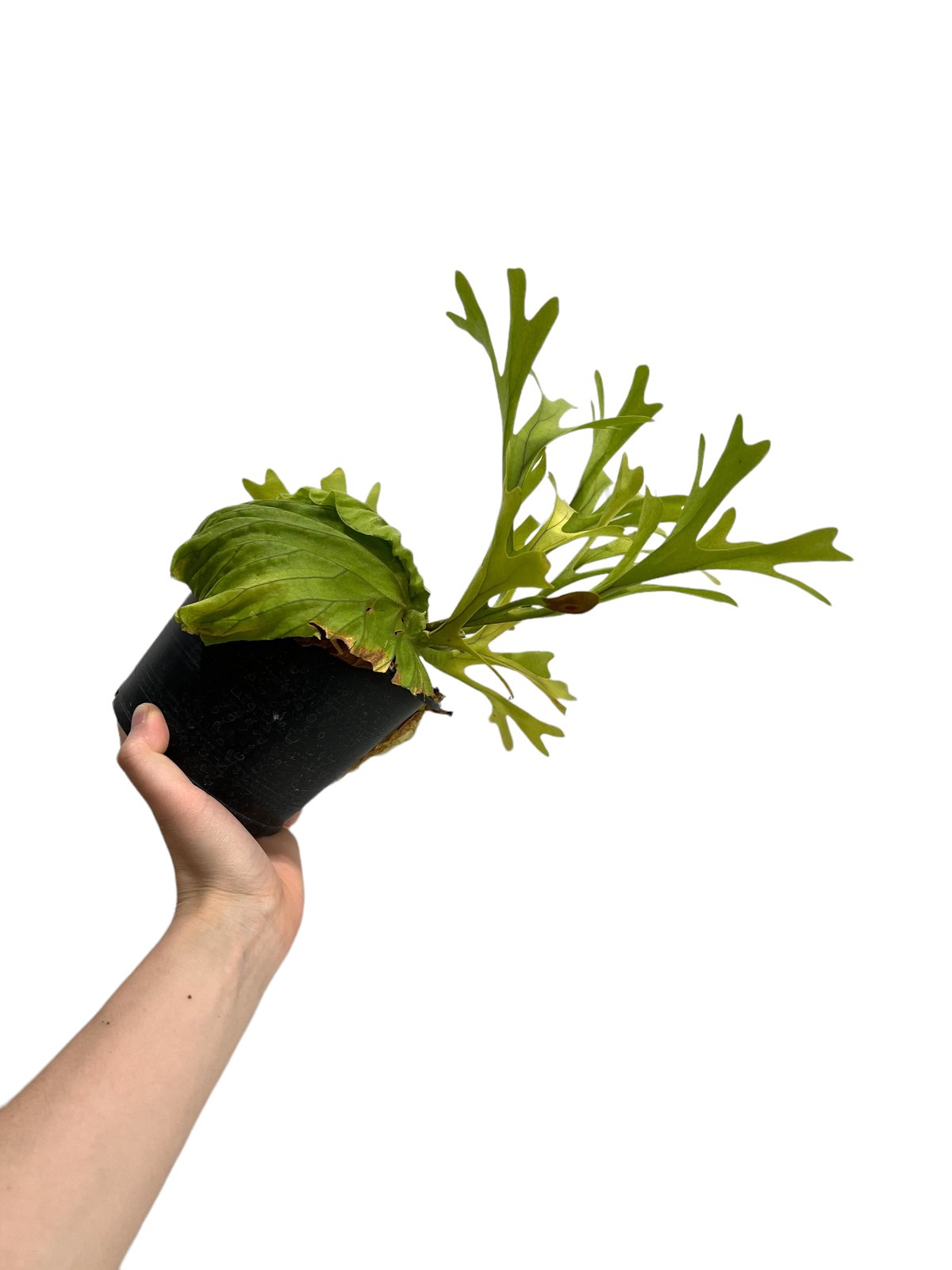 ビカクシダ リドレイ(by ヌクル) 「Platycerium ridleyi (by Nuk