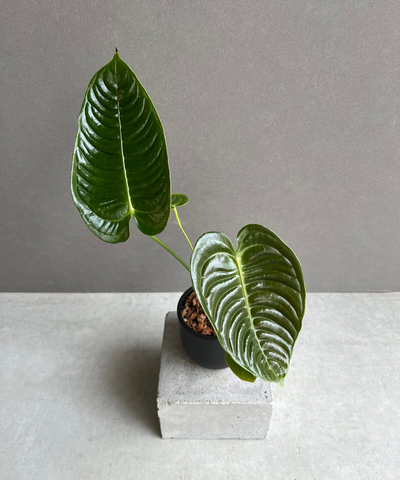 アンスリウム　ベイチー 20250610 20 アンスリウム ベイチー 「Anthurium veitchii」20E | SHOUCHIKUEN