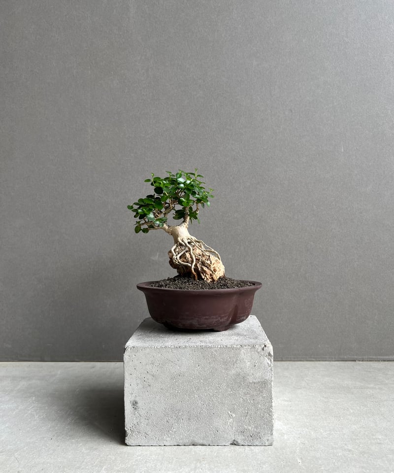 うち” 盆栽 Limited Edition 「“UCHI” BONSAI」68D | S
