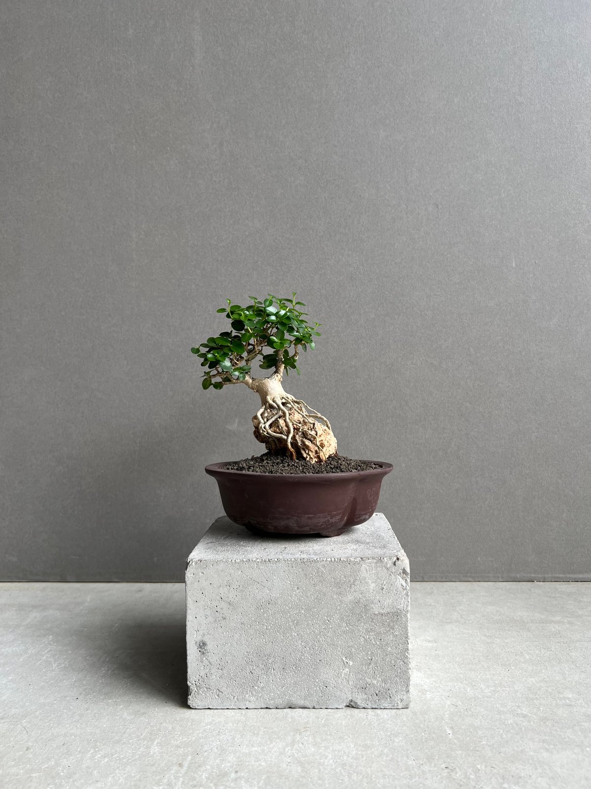 茄子文鎮(畦地他喜男)作 茄子文鎮(畦地他喜男)作