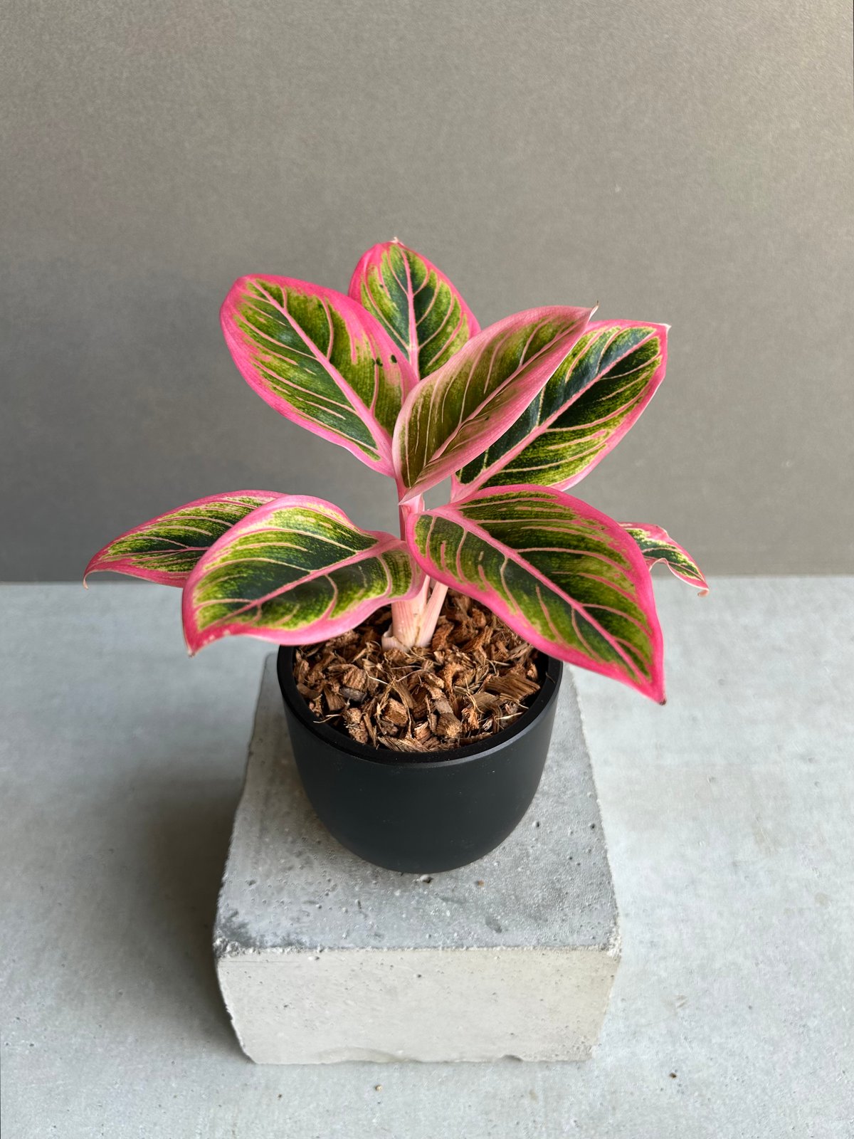 アグラオネマ ロータス デライト 「Aglaonema Lotus Delight」81L |