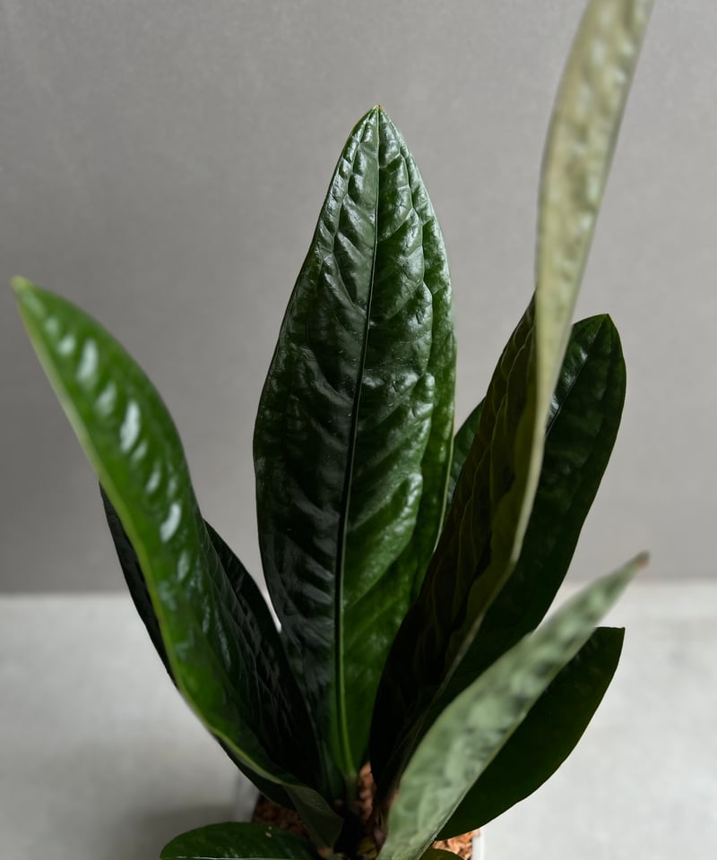 アンスリウム スパーバム 「Anthurium superbum」11Y | SHOUCHIKUEN