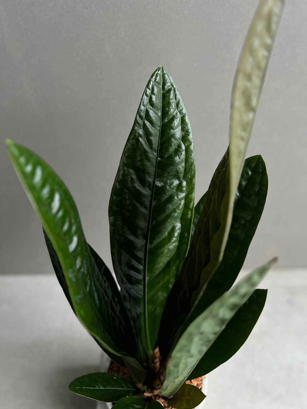 アンスリウム スパーバム 「Anthurium superbum」11Y | SHOUCHIKUEN