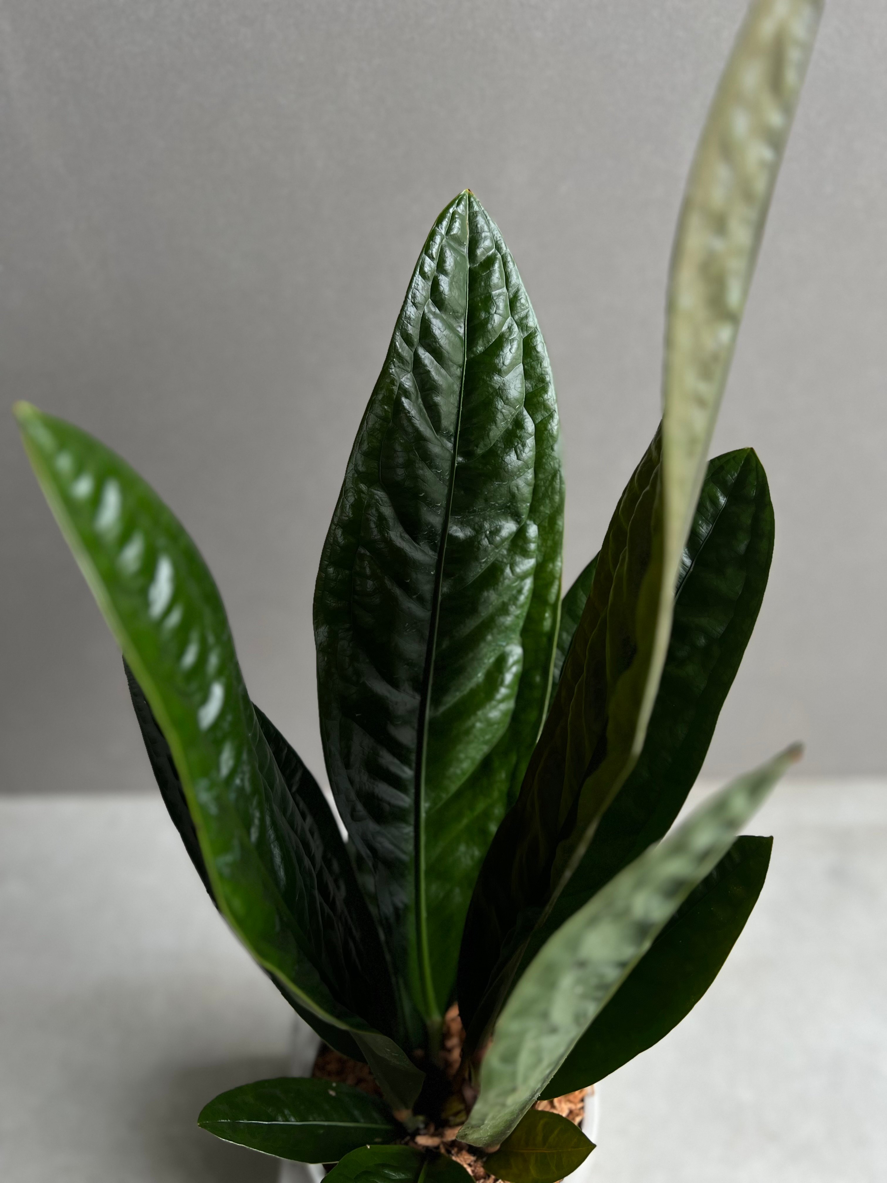 アンスリウム スパーバム 「Anthurium superbum」11Y | SHOUCHIKUEN