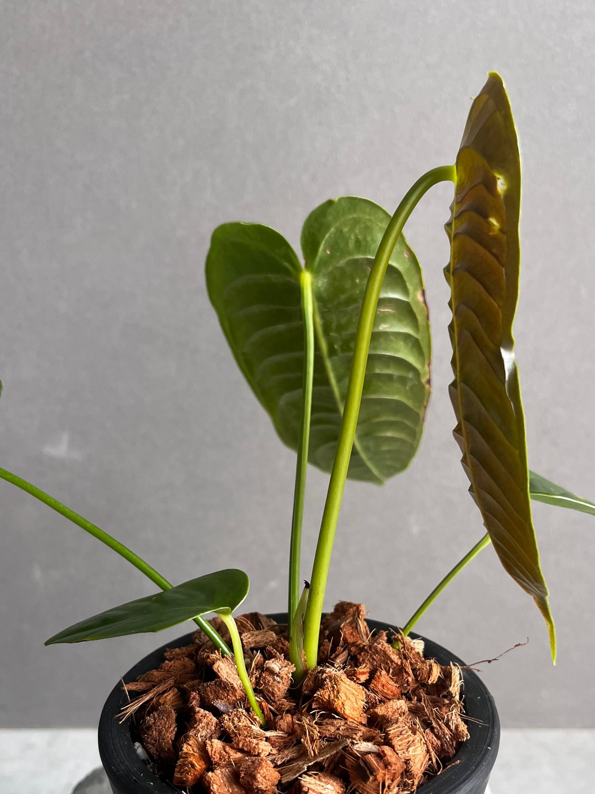 アンスリウム ベイチー 「Anthurium veitchii」96Y | SHOUCHIKUEN