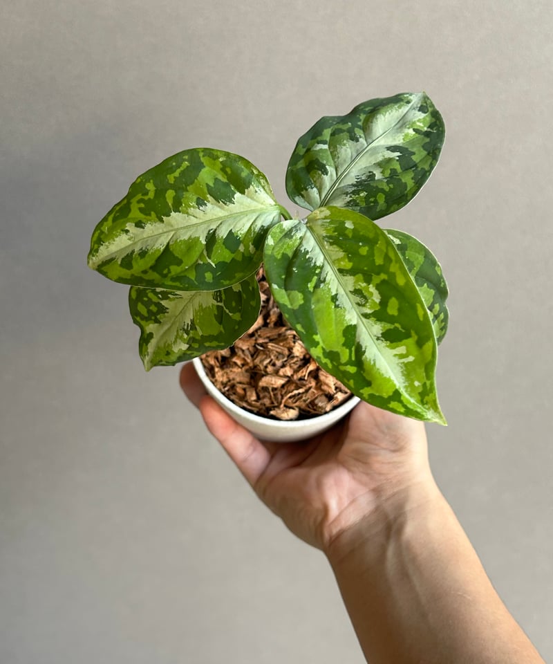 アグラオネマ ピクタム トリカラー + ground「Aglaonema pictum tri