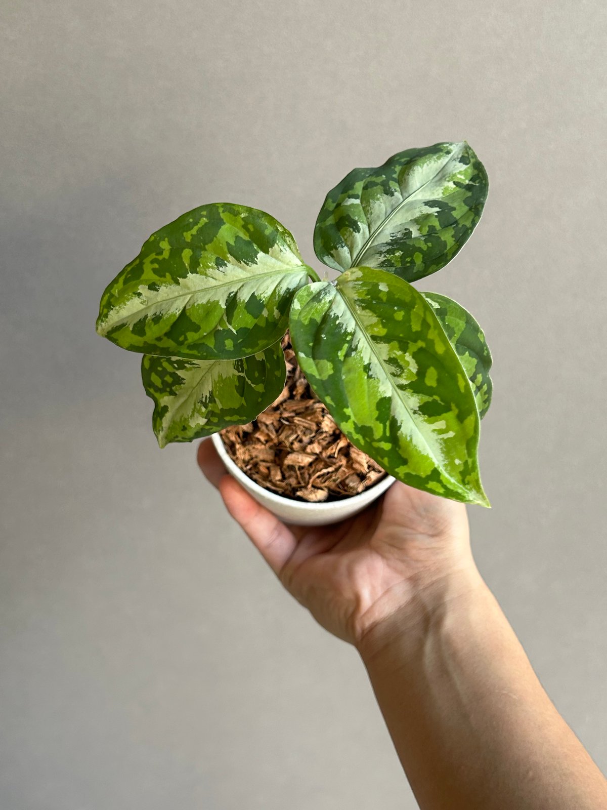 アグラオネマ ピクタム / Aglaonema pictum tricolor アグラオネマ ピクタム トリカラー + ground「Aglaonema pictum tri