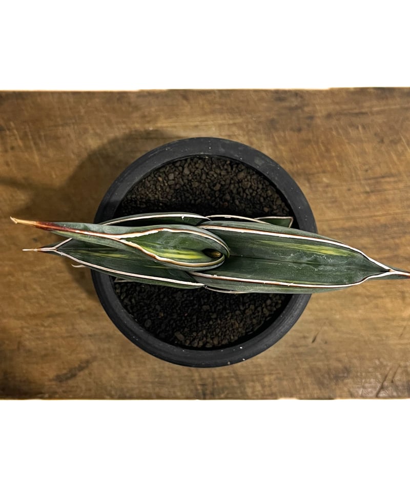 サンセベリア ロリダ 斑入り「Sansevieria rorida Var.」33D-1 | サンセベリア ロリダ 斑入り「Sansevieria rorida Var.」33D-1 |