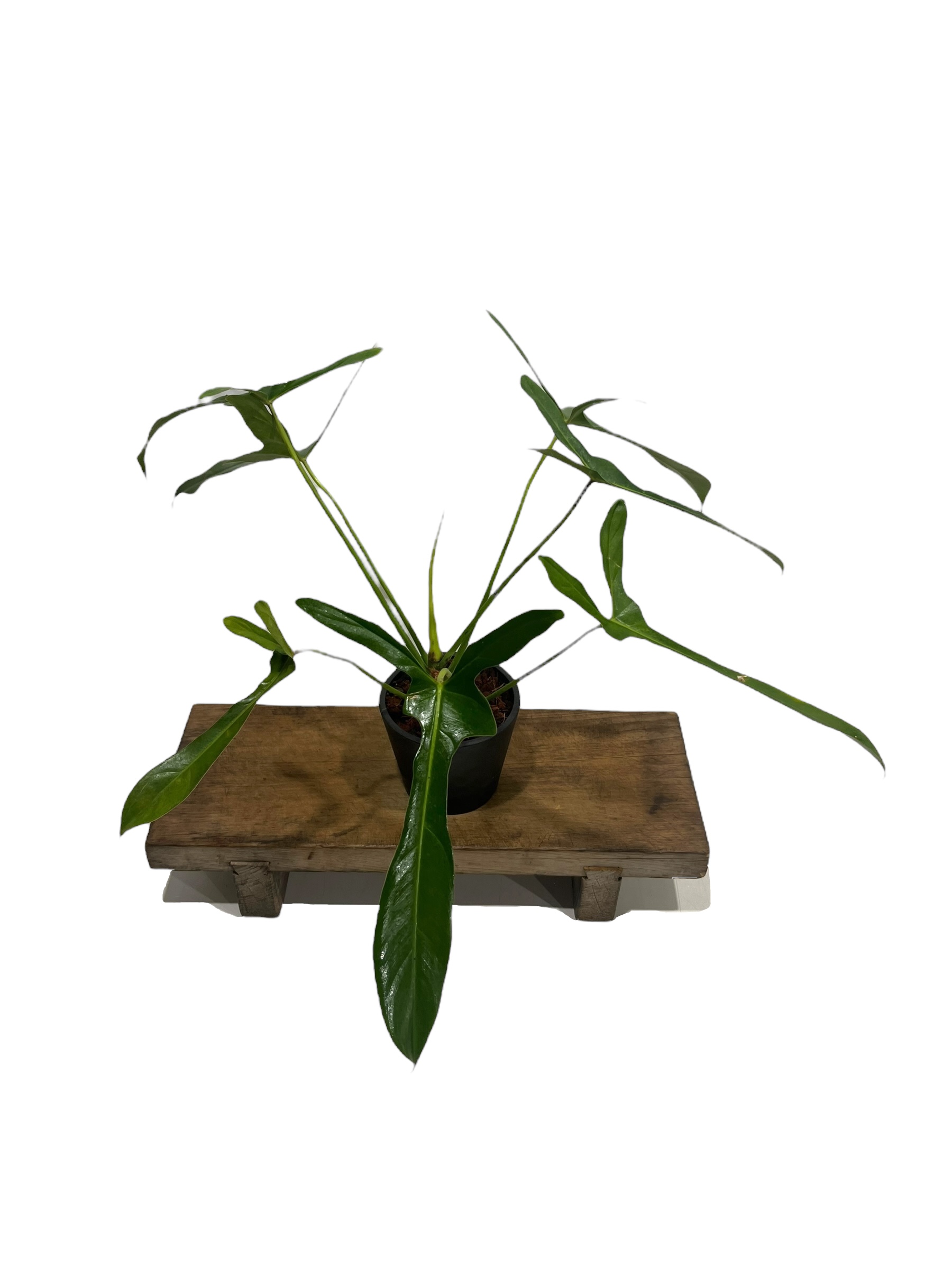 フィロデンドロン ロンギロバトム 'レラノ ミヤノ' 「Philodendron