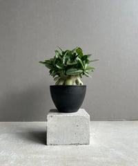 サンセベリア スリ パトゥム「Sansevieria Sri Pattum 」207-1 |