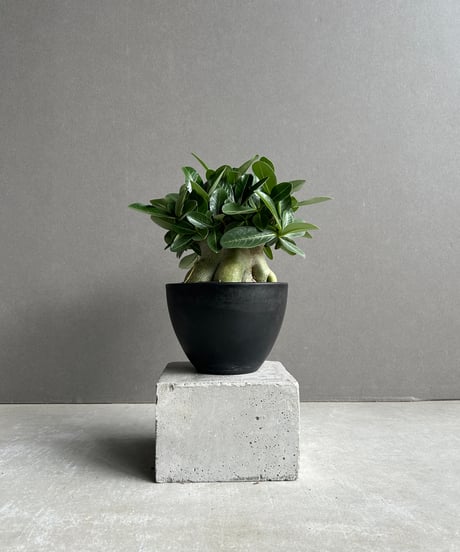 CATEGORY アデニウム | SHOUCHIKUEN