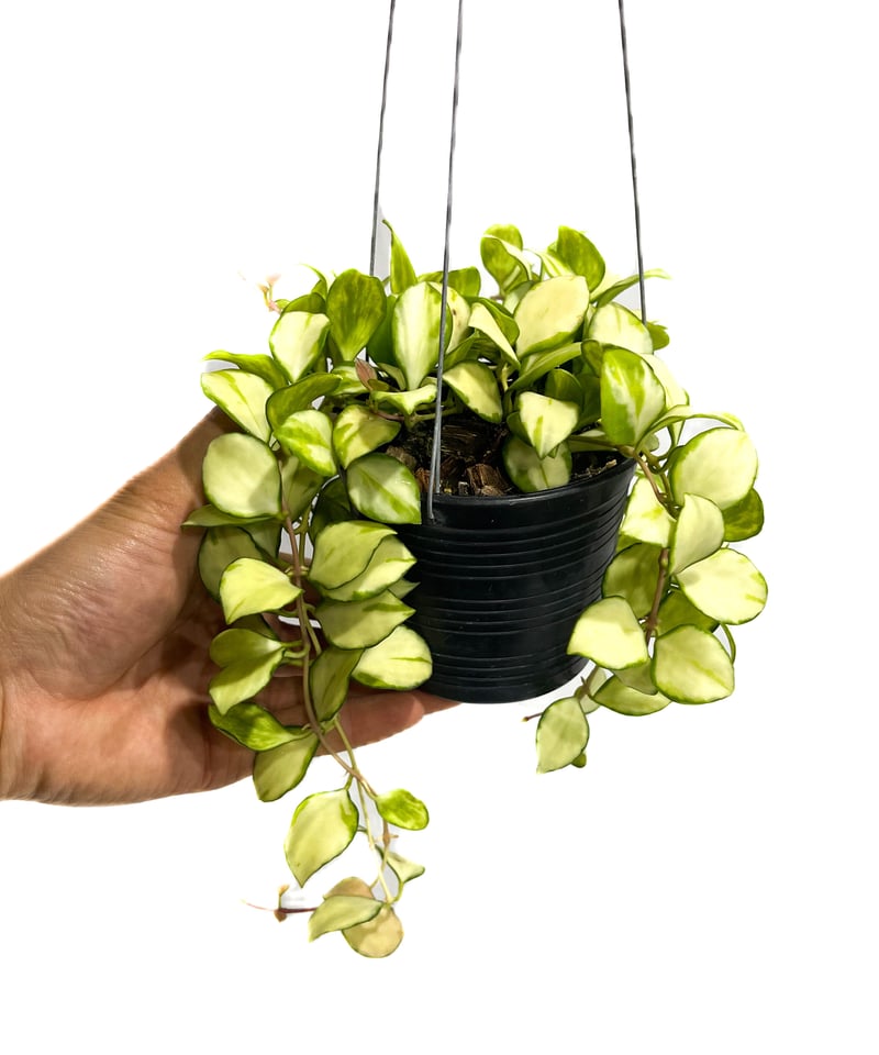 ホヤ ヘウスケリアナ 斑入「Hoya heuschkeliana var.」5/2-441M