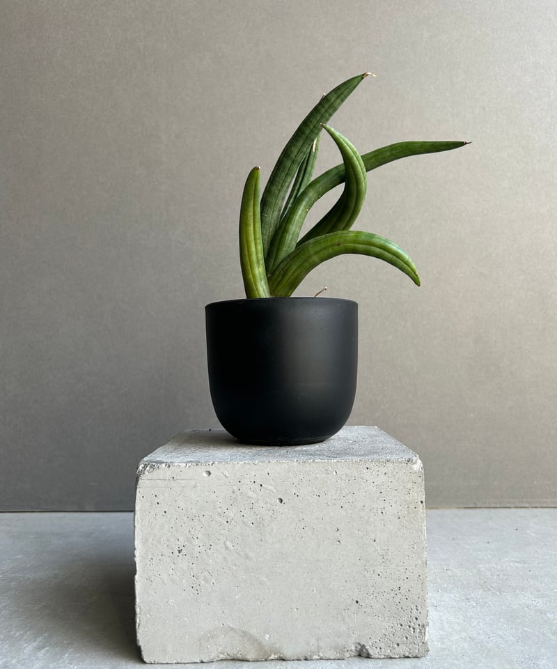 サンセベリア アンヤマニー ハイブリッド “トルネード”「Sansevieria